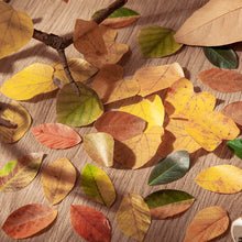 Load image into Gallery viewer, Fallen Leaves Sticker Rolls